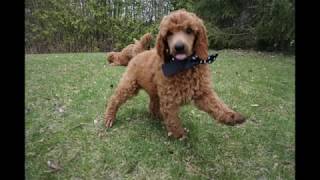 Red standard poodle puppies at almost 7.5 weeks old. The last 2 boys  get to go out in the yard by Debra Pohl 709 views 5 years ago 1 minute, 57 seconds
