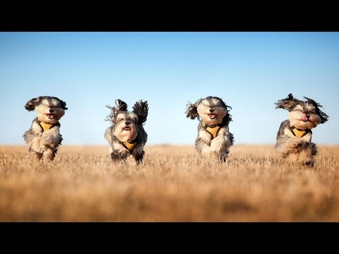 Video: En Popüler 3 Köpek ırkı