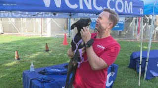 Help Clear The Shelters for adoption day