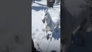 RDR 2: Легендарный бизон, Лось и Арабская белая лошадь в одном месте 🔥
