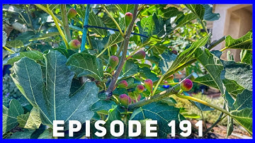 Fig Tree Espalier Pruning (Ep. 191) #gardening