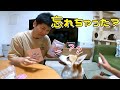 久しぶりのパパを見る目が変わってしまったコーギー