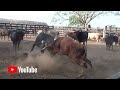 PELEA DE TOROS EN LOS CORRALES