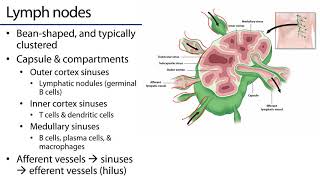 Lymphatics - Lymphatic Organs