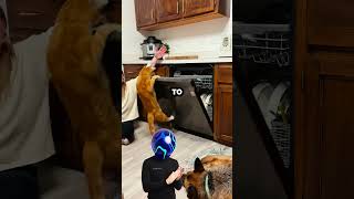 Orange cat learns to open new dishwasher 😱🐱