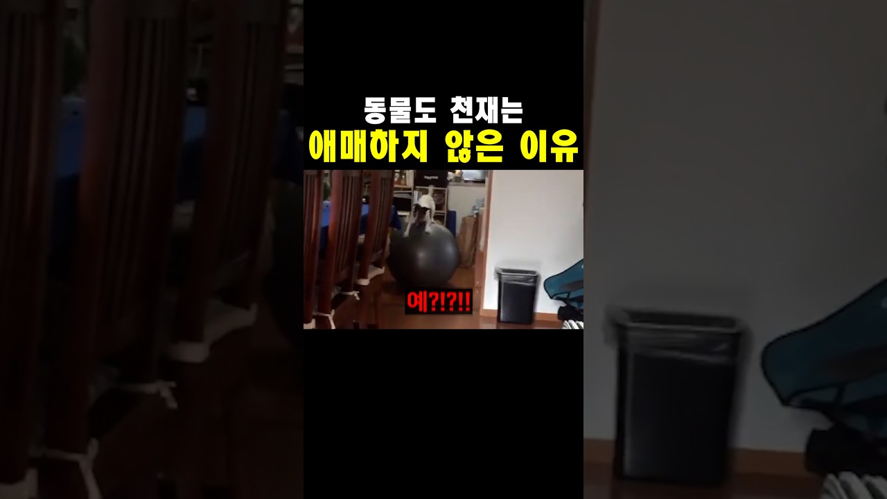 동물도 천재는 애매하지 않은 이유