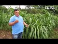 Presentación de nueva variedad de Pasto INTA Cuba OM-22