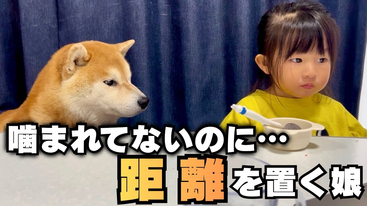 My 2-year-old daughter has started keeping her distance from Shiba