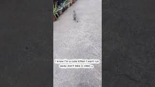 Run Away kitten #cat #kitten #runaway #shortsfeed #ytshorts