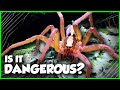 Americas wildest spiders and where to find them ft jacksworldofwildlife 