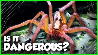 America's WILDEST Spiders... And Where to Find Them (ft. @JacksWorldofWildlife )