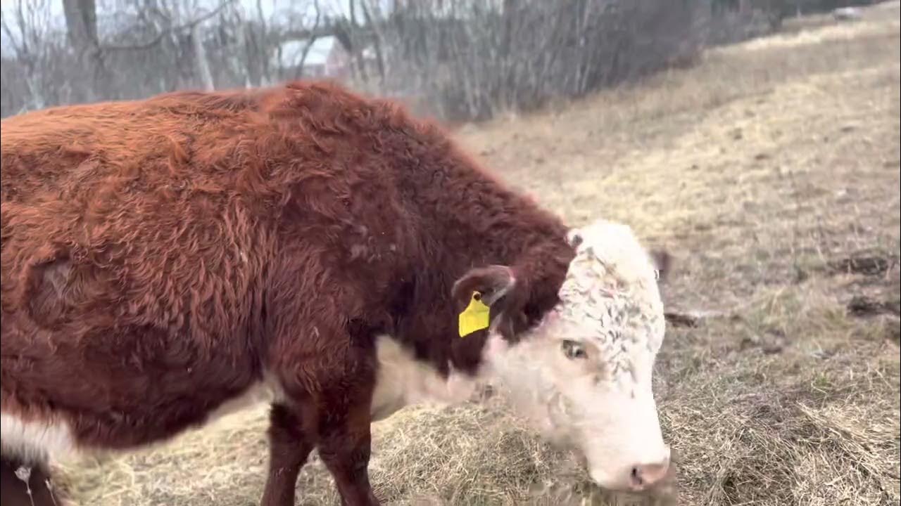 Regenerative beef farming in Nova Scotia YouTube