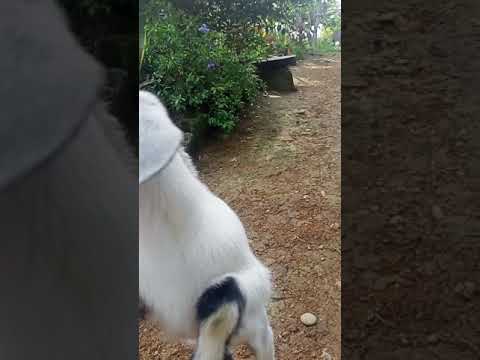 the friendly goat.