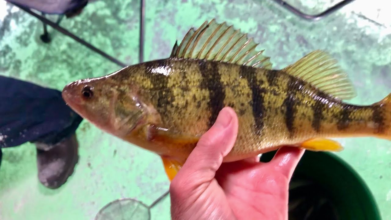 Limit of Perch Ice Fishing / Long Point Bay YouTube