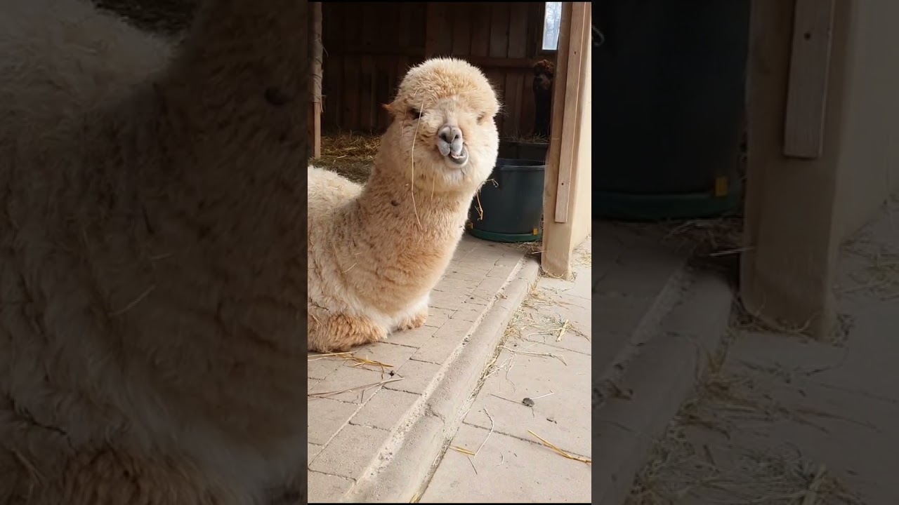 Very Cute Alpaca Just Chewing !