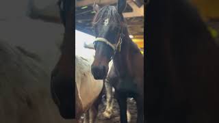 I’m worried these horses might ship.