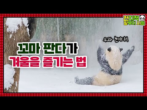 (SUB)[전지적 할부지 시점] ep.89 “눈폭탄이다!❄” 눈 쌓인 대나무 잘못 건드린 아기판다의 귀여운 최후🐼 Snowing Panda World