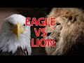 Myles munroe lion and eagle motivation