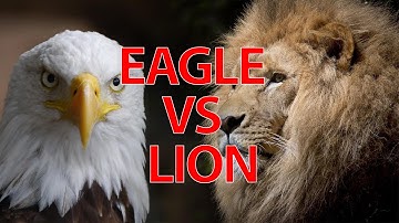 Myles munroe Lion and eagle Motivation