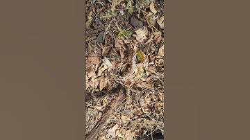 #python snake release video #shorts #viralvideo #trendingshorts