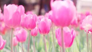 Attract Ideal Partner Subliminal  Attract Love  LOA  Law of Attraction  Subconscious