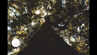 Under the Rainforest: Walking through the Iluka Rainforest!