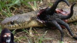 It's Starting to Kill All the Snakes Around the World