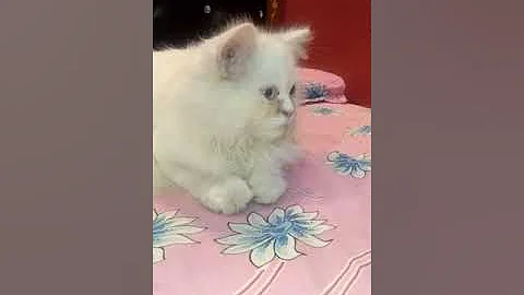 Watch the video about Introducing my new Persian white colour cat of Random eyes