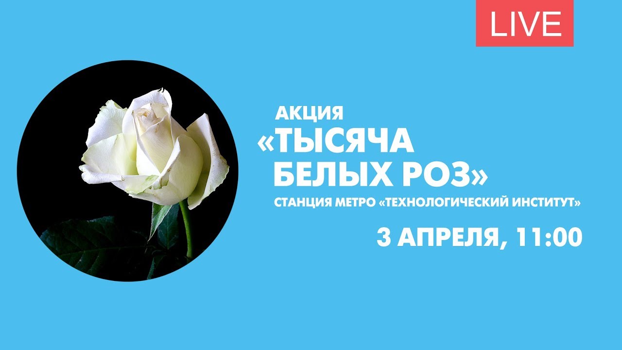 Белые розы цитаты. Акция на розы. роза памяти. роза апрель.