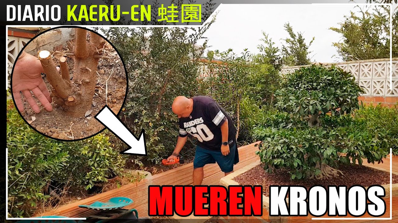 Kronos Mueren & Kronos Espectaculares - Diario Kaeru-En 蛙園 - 9/9/25