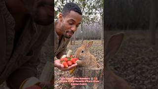 Cute Rabbit Eating Strawberry 🐰🍓 | Adorable Animal Moments #Shorts #cute #animal #rabbit #pets