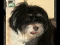 Hvordan Bichon Havanais klippes i Hunde-salonen