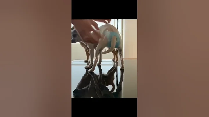 DIY Facemask turns to Dog Diaper #ideas #dog #ctto #pet #shorts