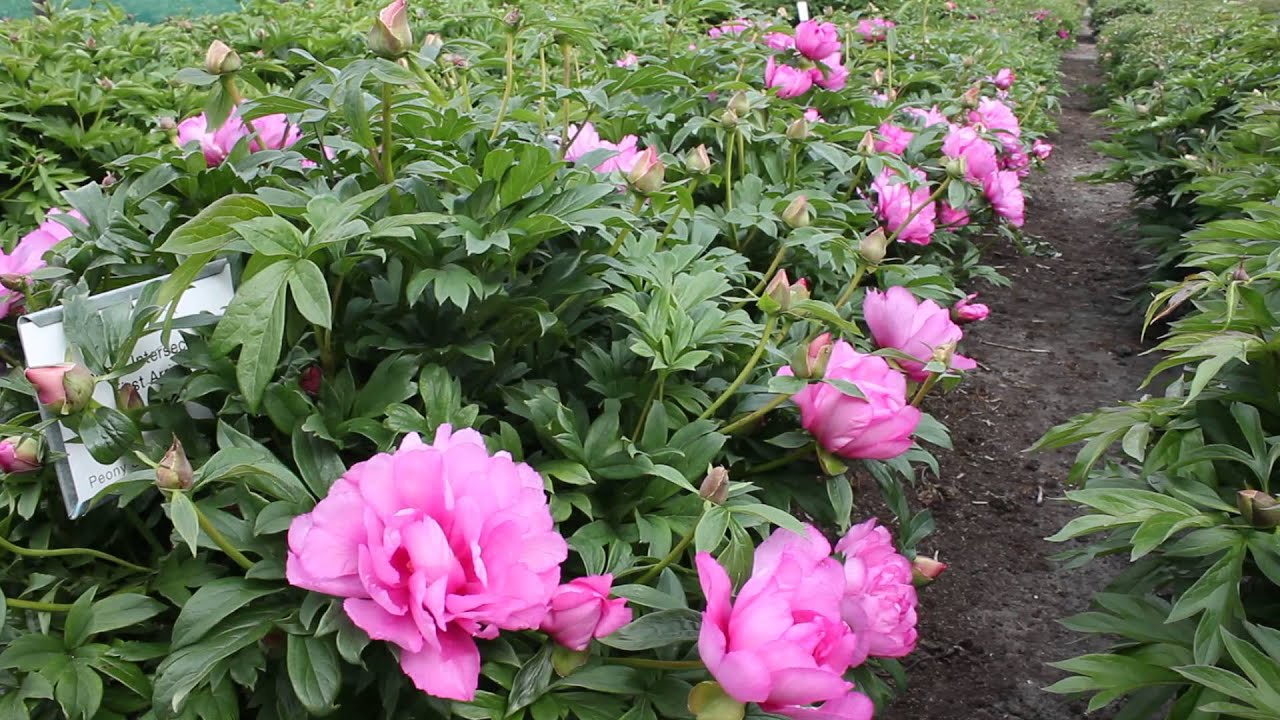 Peony R2 First Arrival | R2 Flowers BV | Peonies - YouTube