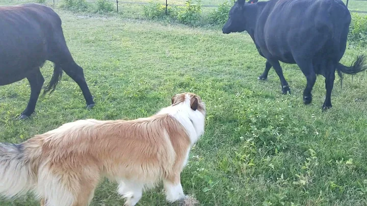 Henry's 2nd Time Working Cows