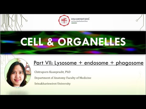 07 Cell organelles Lysosome + endosome + phagosome