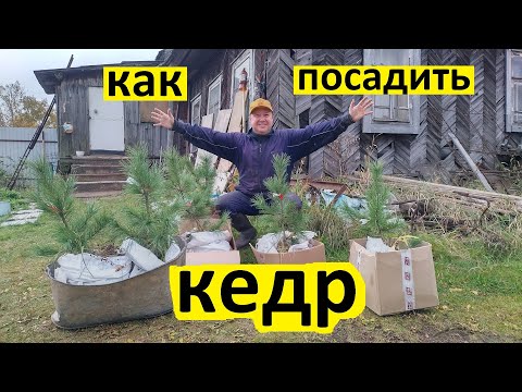 Видео: Как далеко я должен сажать кедры?