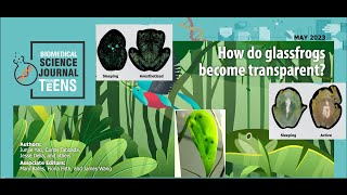 E84: How do glassfrogs become transparent? [SJK Audio Edition]
