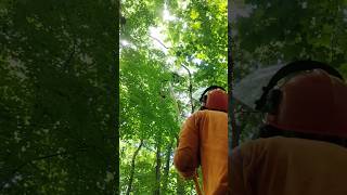 Removing 50-ft high hanging limb hazard from the ground with throw line and slingshot