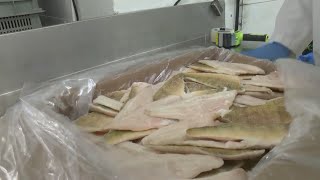 Fouling up the fish fry: Yellow lake perch prices surge during shortage