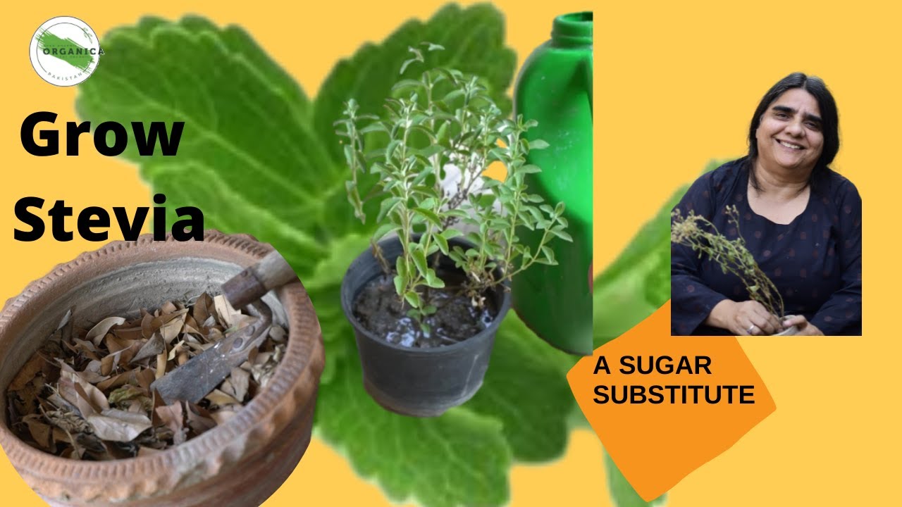 Grow Stevia A Sugar Substitute Nasira Habib Urdu/Hindi with
