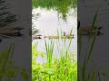 Canada Geese and Goslings at the pond #canadagoose