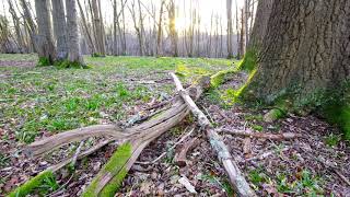 Bird song as the first rays of dawn light up the forest