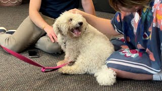 Meet Bentley, our Adoptable Pet of the Week