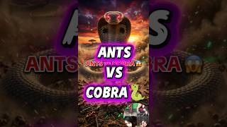 Ant Army vs Giant Cobra 🐍 Epic Battle🐜🐍 #shortvideo #youtubeshorts #ants #snake #army #cobra #shorts