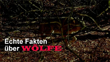 Was sind die Eigenschaften von einem Wolf?