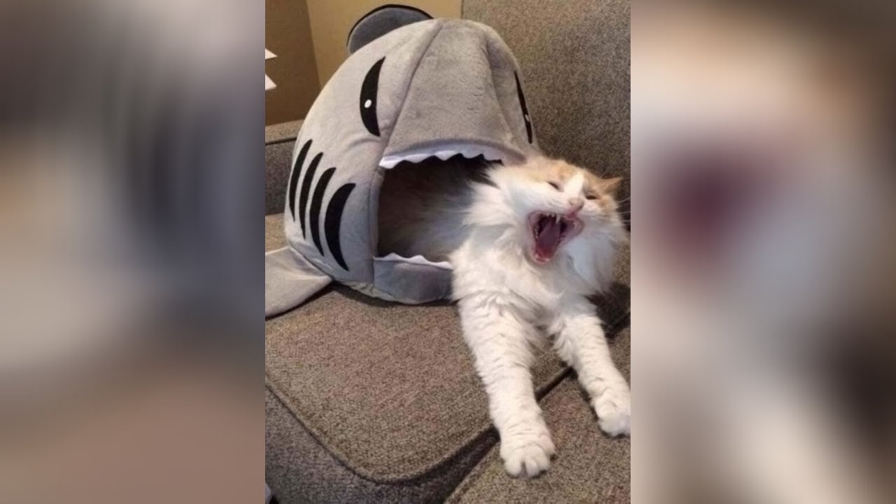 Try Not To Laugh Challenge - Funny Cat Vines compilation 2020 