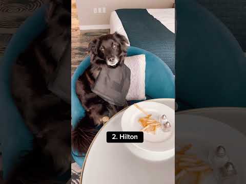 Most Dog Friendly Hotel Chains #dogfriendly #hotels #pettravel #doglovers