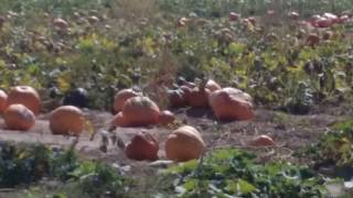 La Union Corn Maze