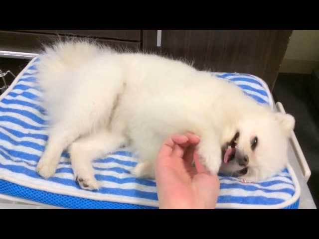 撫でるのを止めると「やめるなッ」とまとわりついてくるポメラニアン